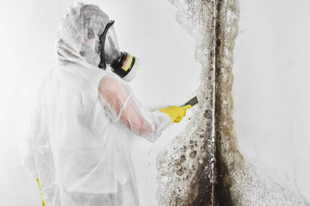 Reliable Anthony, NM Mold Remediation Solutions