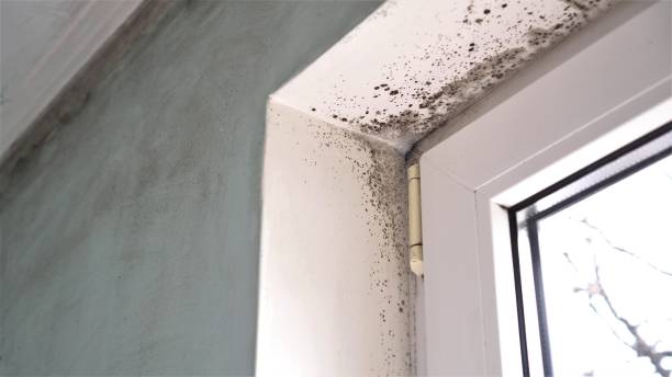 Best Preventive Mold Services in Anthony, NM