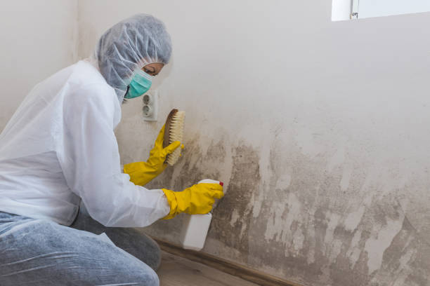 Best Attic Mold Remediation in Anthony, NM