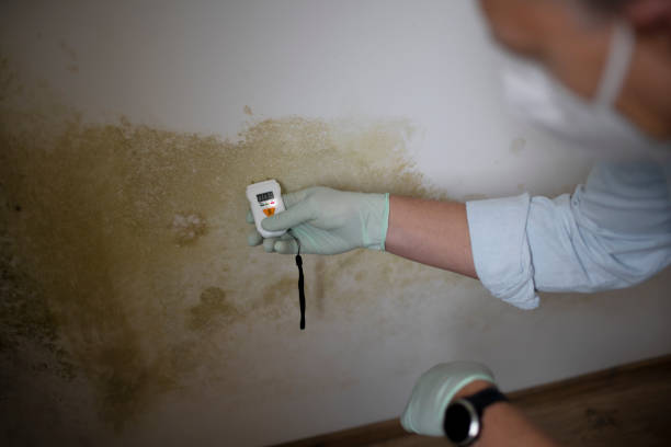 Best White Mold Remediation in Anthony, NM