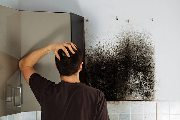 Best HVAC Mold Remediation in Anthony, NM