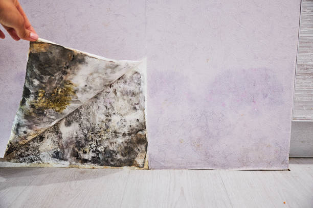 Best Residential Mold Remediation in Anthony, NM